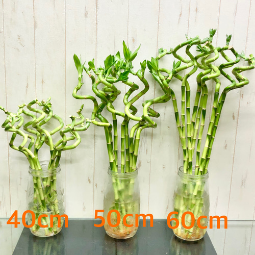 スパイラルバンブー ミリオンバンブー 40cm 10本 その他