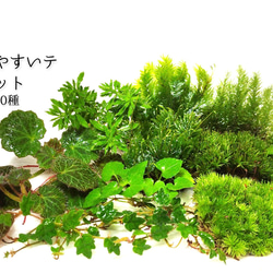 苔テラリウム ホソバオキナゴケ（ミニボトル） その他インテリア雑貨