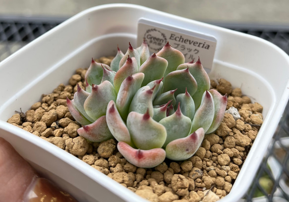 SOLD ブラックネイル 厳選韓国苗 ネームタグ付き 多肉植物 〜Green
