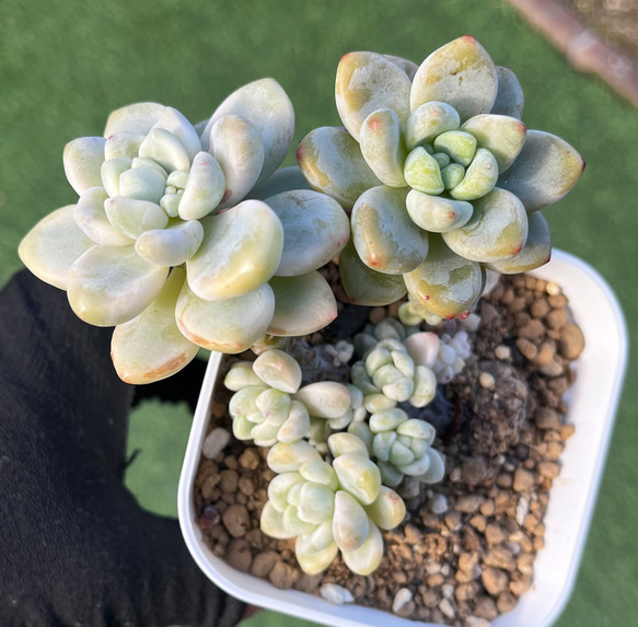 ラウル錦 カット苗 多肉植物 ラウル錦 カット苗 多肉植物 ラウル錦 カット苗 多肉植物