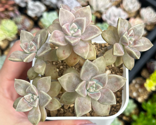 d6293b4df4ea16472fc28863957c45