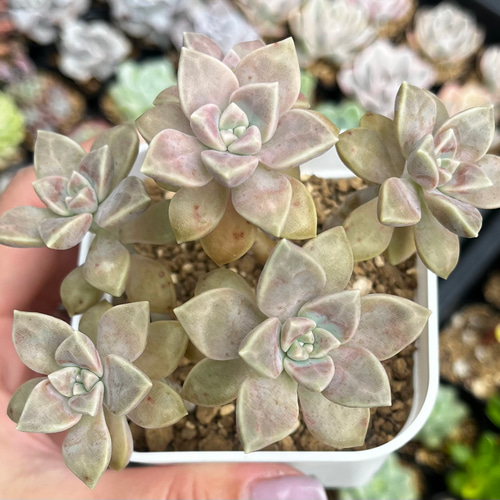 バーナランス 群生 厳選韓国苗 ネームタグ付き 多肉植物 〜Green〜多肉