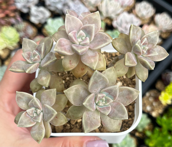 バーナランス 群生 厳選韓国苗 ネームタグ付き 多肉植物 〜Green〜多肉