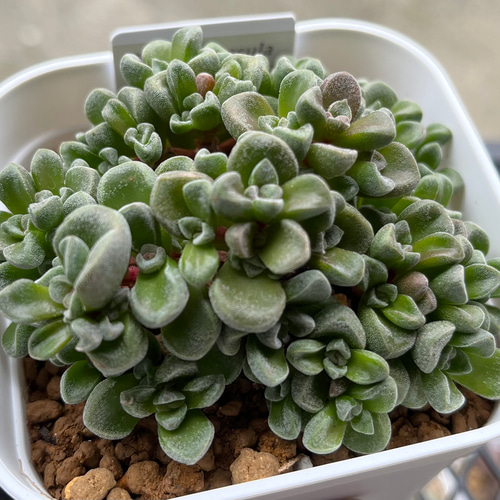 SOLD スザンナエ Crassula 希少 厳選韓国苗 ネームタグ付き 多肉植物