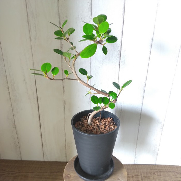 現品】希少種 ②パンダガジュマル曲がり 観葉植物 高級