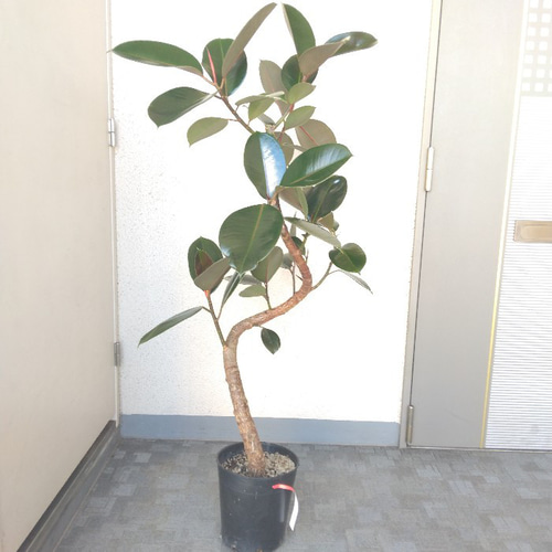 現品】フィカス【バーガンディ】 黒ゴム 曲がり 観葉植物 樹形綺麗