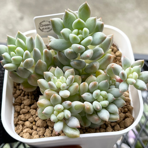 SOLD クラウンボール 群生 厳選韓国苗 ネームタグ付き 多肉植物 