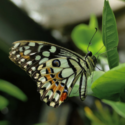 幸せを呼ぶバタフライピアス（イヤリング変更可能）　ペリドットグリーン、ブラックオニキス　（蝶々・パピヨン） 6枚目の画像