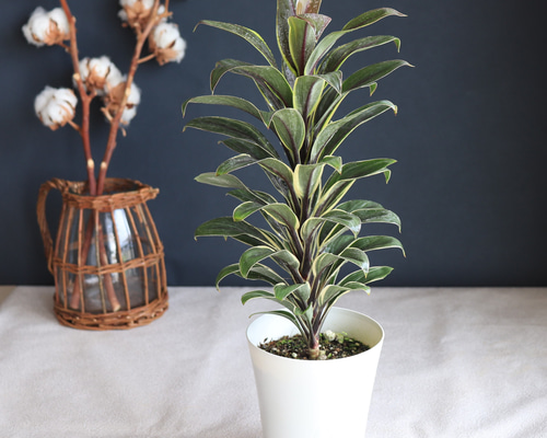 美形。大株。コルジリネコーヒークラシック1.4M(鉢底から)品番B 園芸