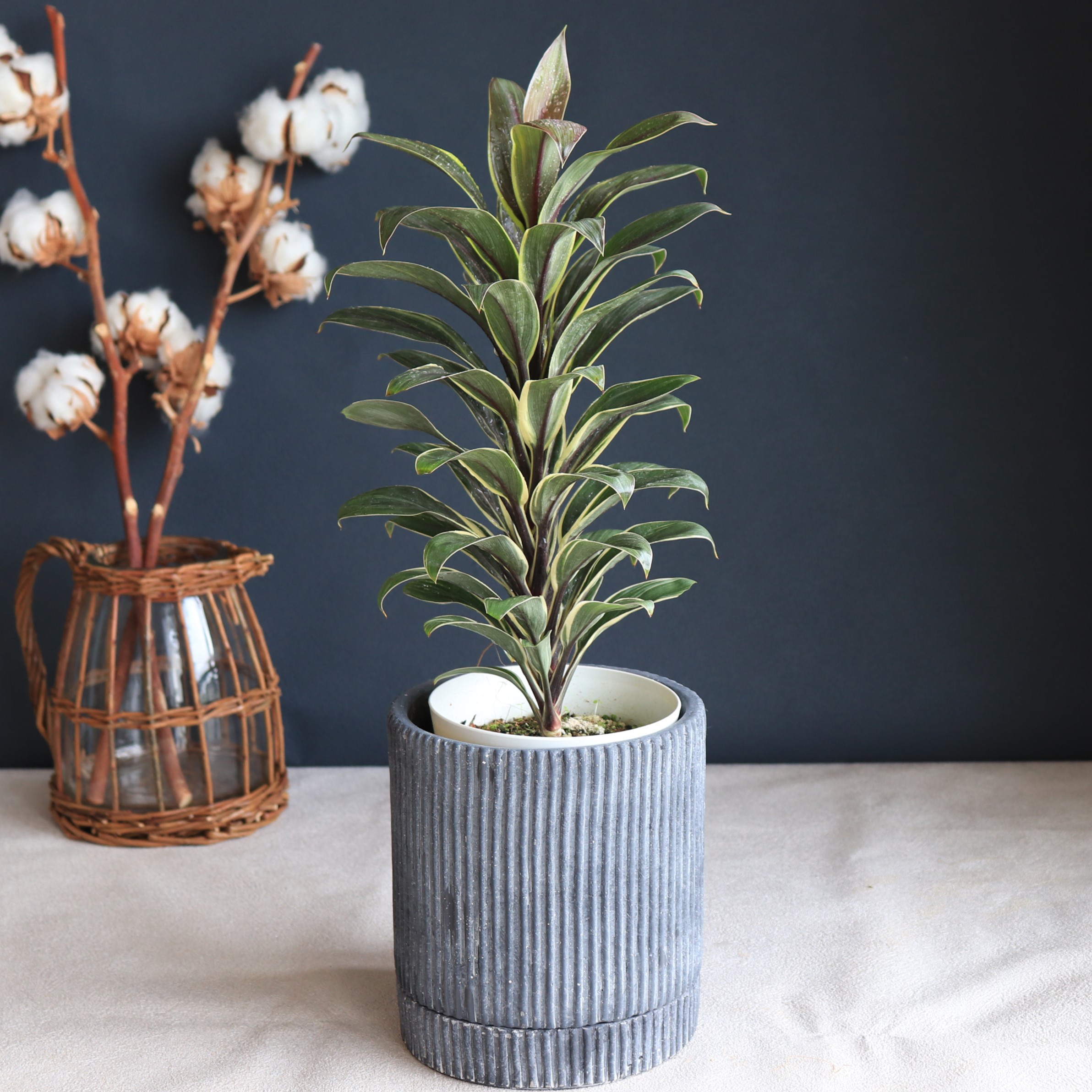 美形。大株。コルジリネコーヒークラシック1.4M(鉢底から)品番B 美形。大株。コルジリネコーヒークラシック1.4M(鉢底から)品番D