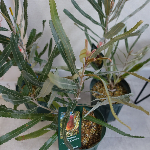 バンクシア メンジーシー ドワーフ 苗 苗木 オージープランツ