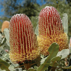 バンクシア メンジーシー ドワーフ 苗 苗木 オージープランツ