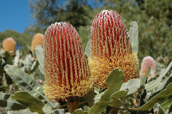 バンクシア　メンジーシー　6号（プロテア、グレビレア、リューカデンドロン） バンクシア メンジーシー 6号（プロテア、グレビレア、リューカ