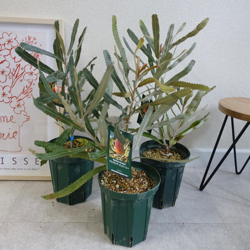 バンクシア メンジーシー ドワーフ 苗 苗木 オージープランツ