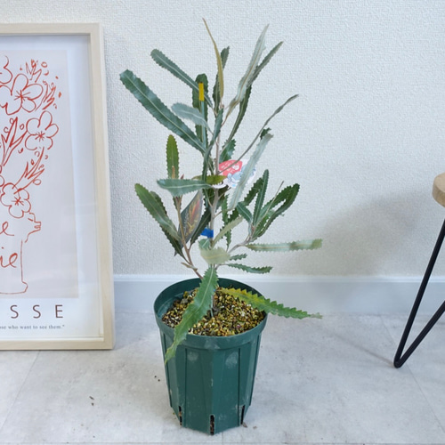 バンクシア メンジーシー ドワーフ 苗 苗木 オージープランツ