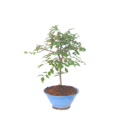 サツキ（品種 雪中花） 毎年咲きます ミニ盆栽 盆栽 小品盆栽