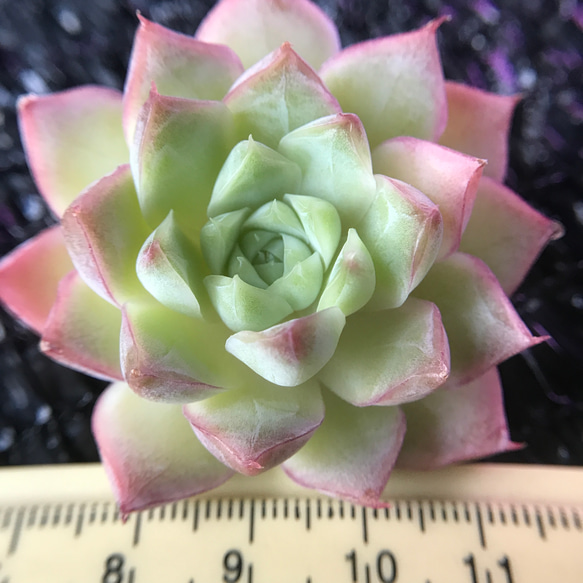 多肉植物 エケベリア 桃薫女王 抜き苗 1株 多肉植物 愛多肉-(AI-TANIKU