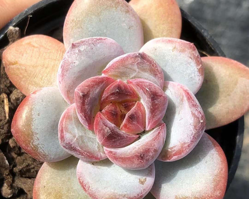 d27951092542e0471def6628d75618