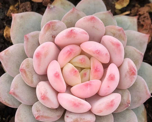 か*ん様 H555　粉花妖（ふんかよう）　16株　抜き苗　多肉植物 エケベリア 16株の抜き苗セット】粉花妖（ふんかよう） 多肉植物 佐川急便