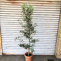 樹形良好 オリーブの木 シプレッシーノ （チプレッシーノ） その他