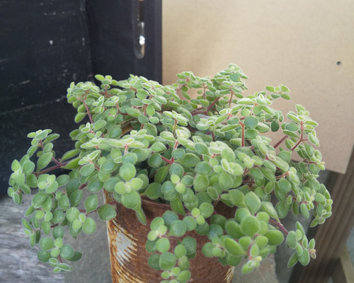 多肉植物 ブロウメアナ カット苗 鉢の中すべて根元部分からカット 多肉