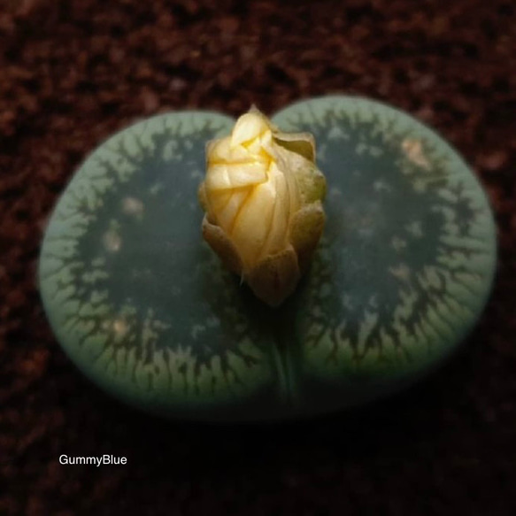 リトープス　日輪玉系　 ガリープ・ユウェール　緑陽月玉　gariep juweel 種子 1枚目の画像