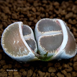 Lithops lesliei ‘Madonna-maraisii’ ex.c153 紫勲玉系 窓マライシー 種子 2枚目の画像