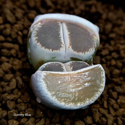 Lithops lesliei ‘Madonna-maraisii’ ex.c153 紫勲玉系 窓マライシー 種子 1枚目の画像