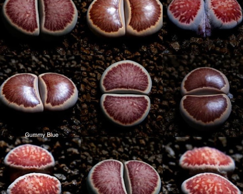 リトープス 菊章玉 Lithops julii ssp. fulleri 'Kikushogyoku' 種子