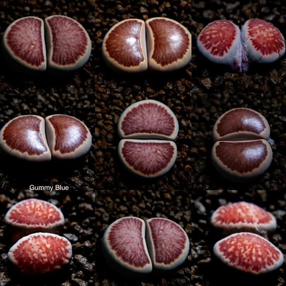 リトープス　菊章玉　Lithops julii ssp. fulleri ‘Kikushogyoku’ 種子 1枚目の画像