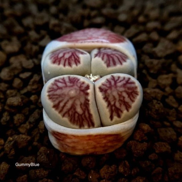 リトープス　菊章玉　Lithops julii ssp. fulleri ‘Kikushogyoku’ 種子 5枚目の画像