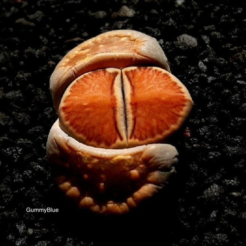 リトープス 菊章玉 Lithops julii ssp. fulleri 'Kikushogyoku' 種子