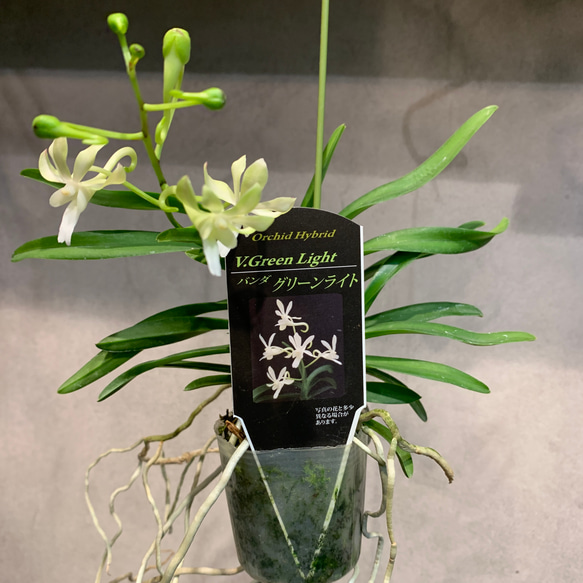 バンダ蘭 バンダ 2株 バンダ蘭 バンダ 2株 2種 楽天市場】洋ラン