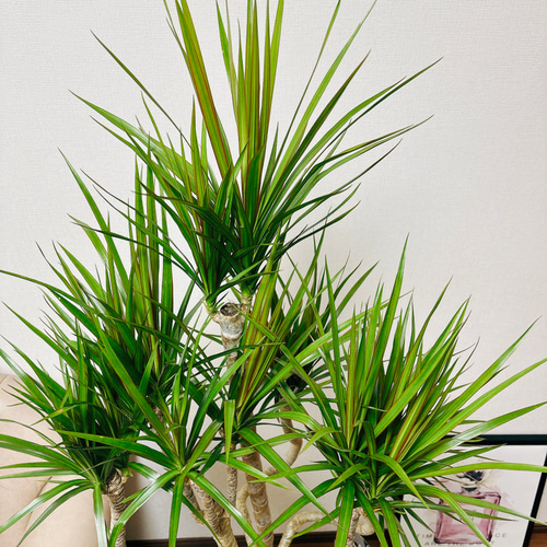 現品］ドラセナ コンシンネ 龍 曲がり 8号 観葉植物 大型 室内
