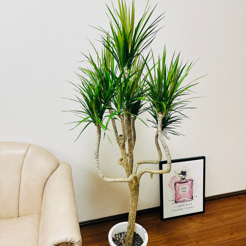 観葉植物 ドラセナ コンシンナ コンシンネ ２種植え ８号鉢 観葉植物 ドラセナ コンシンナ コンシンネ 2種植え 8号鉢