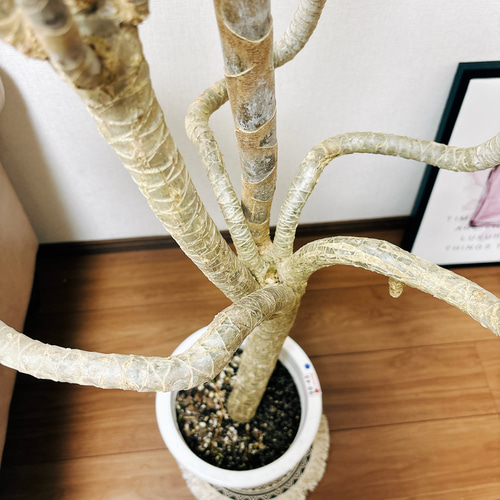 現品］ドラセナ コンシンネ 龍 曲がり 8号 観葉植物 大型 室内