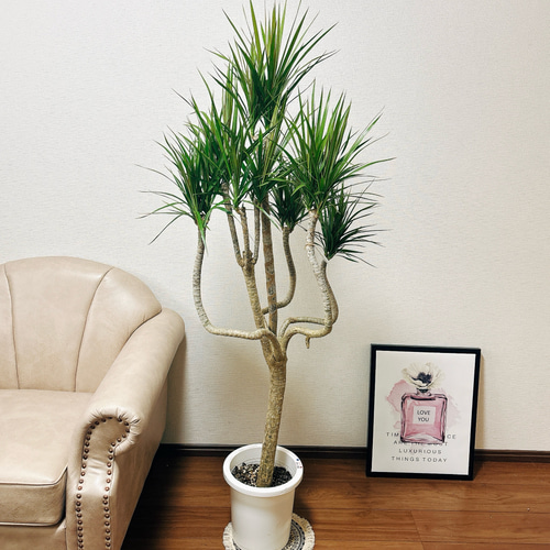 ［現品］F1 ドラセナコンシンネ　観葉植物　大型　室内　黒　鉢カバー付　一点物 現品］F1 ドラセナコンシンネ 観葉植物 大型 室内 黒 鉢カバー付