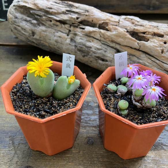 2個セット♡コノフィッツム♡花つき♡多肉植物♡メセン♡ 人造花 パリ