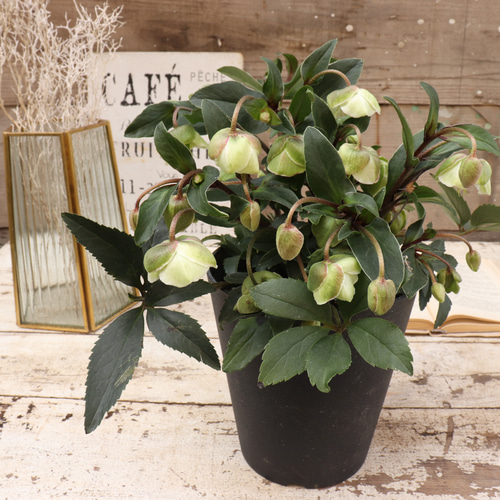 希少！小輪ベル咲き！原種交配クリスマスローズ 早咲き『ウィンター