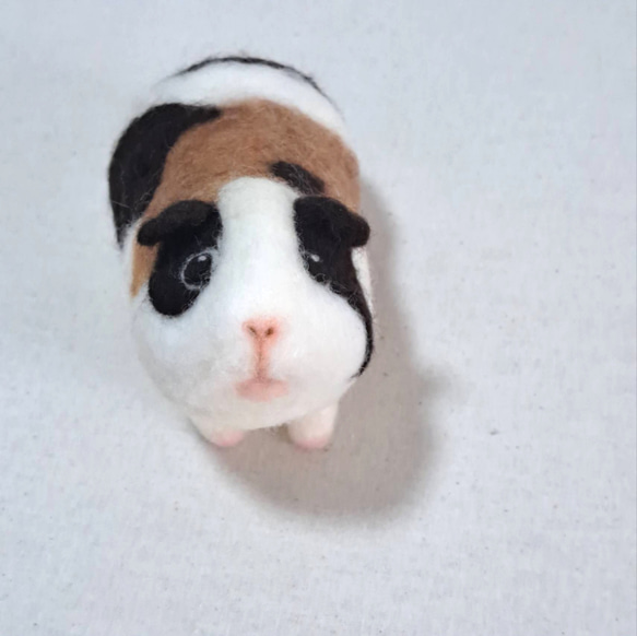 モルモット 羊毛フェルト 三色ミケ色です＾＾ 羊毛フェルト ちゅ