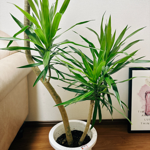 現品］【希少】ドラセナ ナビー 曲がり 8号 観葉植物 室内 大型