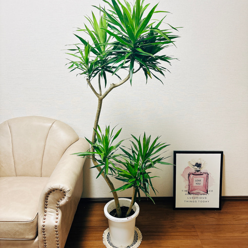 ［現品］【希少】96番　ドラセナ　ナビー　8号　観葉植物　大型　レア　幸福の木 現品］【希少】ドラセナ ナビー 曲がり 8号 観葉植物 室内 大型