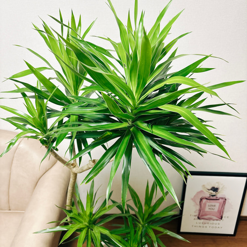 現品］【希少】ドラセナ ナビー 曲がり 8号 観葉植物 室内 大型