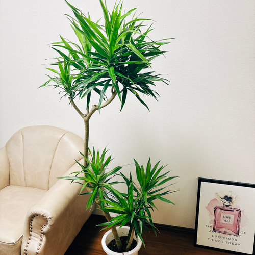 現品　ドラセナ　ナビー　観葉植物　インテリアグリーン　ドライガーデン　室内　希少 現品］【希少】ドラセナ ナビー 曲がり 8号 観葉植物 室内 大型