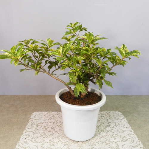 三河盆栽　ヒイラギ　盆栽 三河盆栽 ヒイラギ 盆栽 姫柊』 - 盆樹流（ぼんじゅーる）
