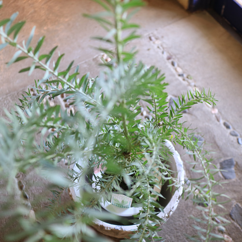 アカシア ブルーブッシュ 整った樹形 105cm ❗ 際立つ シルバーリーフ