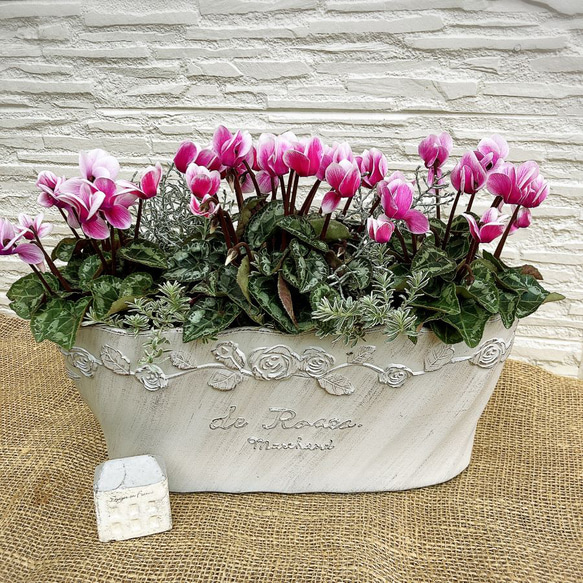 ミニシクラメン赤・ピンク系の寄せ植え ローズマルシャン その他雑貨