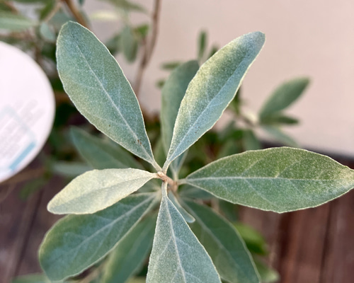 【グリーンリリアルプ】　【ブラックリリー】【スノーホワイトプラチナシルバー】 IMG_1167.jpeg