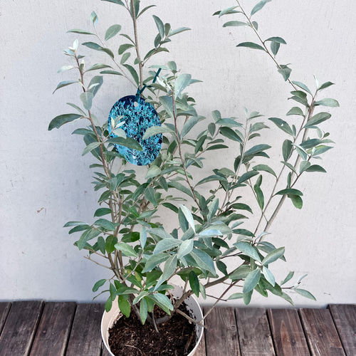 ❈ ロシアンオリーブ フレッシュ ❈ Amazon｜ロシアンオリーブ 7号 受け皿付 【観葉植物 本物 苗木