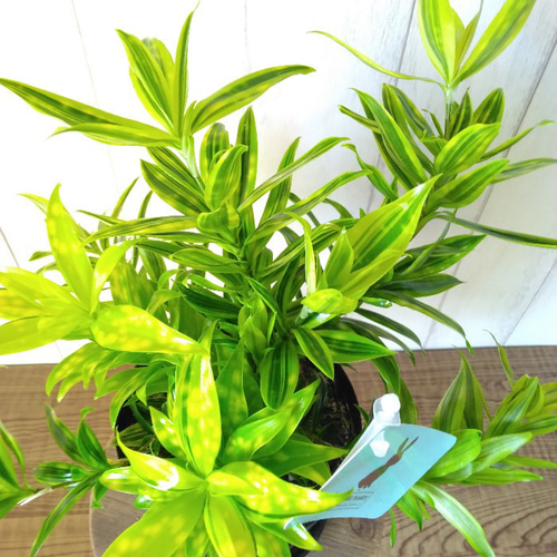 激レア希少種 ドラセナ・スルクロサ・ファニータ 観葉植物 水玉 激レア希少種 ドラセナ・スルクロサ・ファニータ 観葉植物 水玉